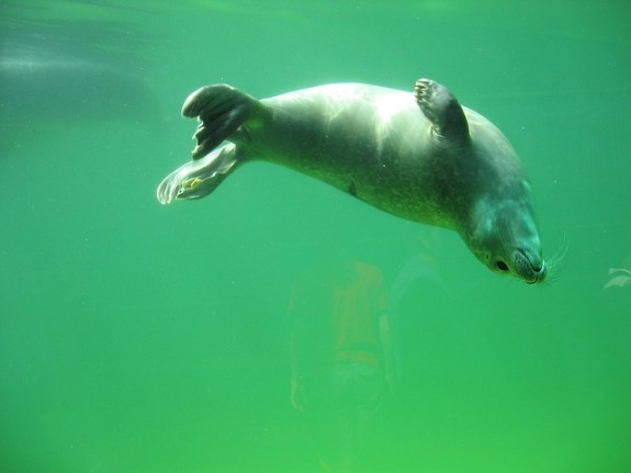 Cute seal